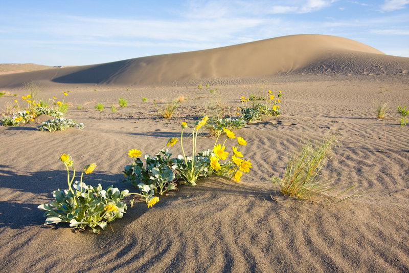 Flowers And Dune